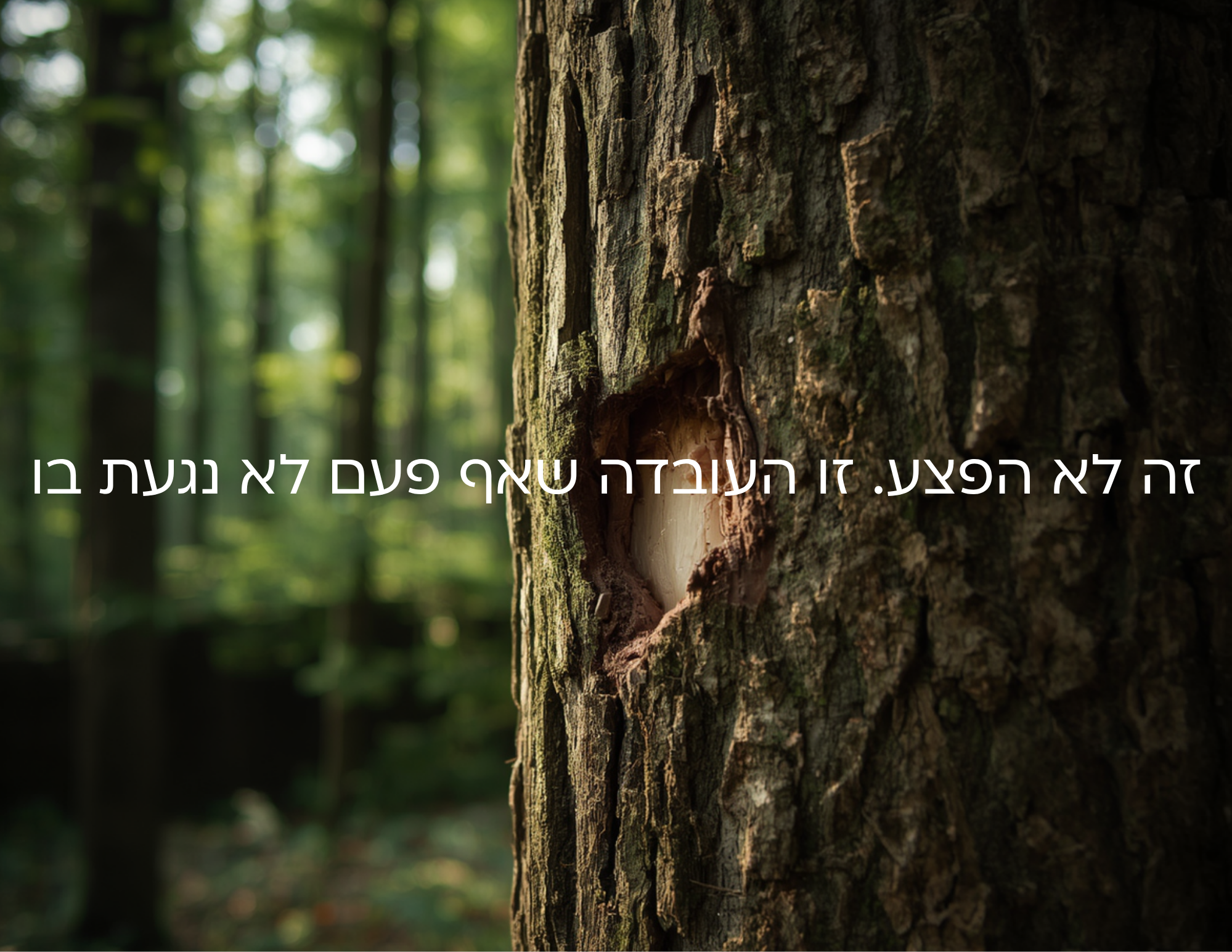 עץ פצוע עם טקסט שאומר: זה לא הפצע אלא העובדה שאף פעם לא נגעת בו